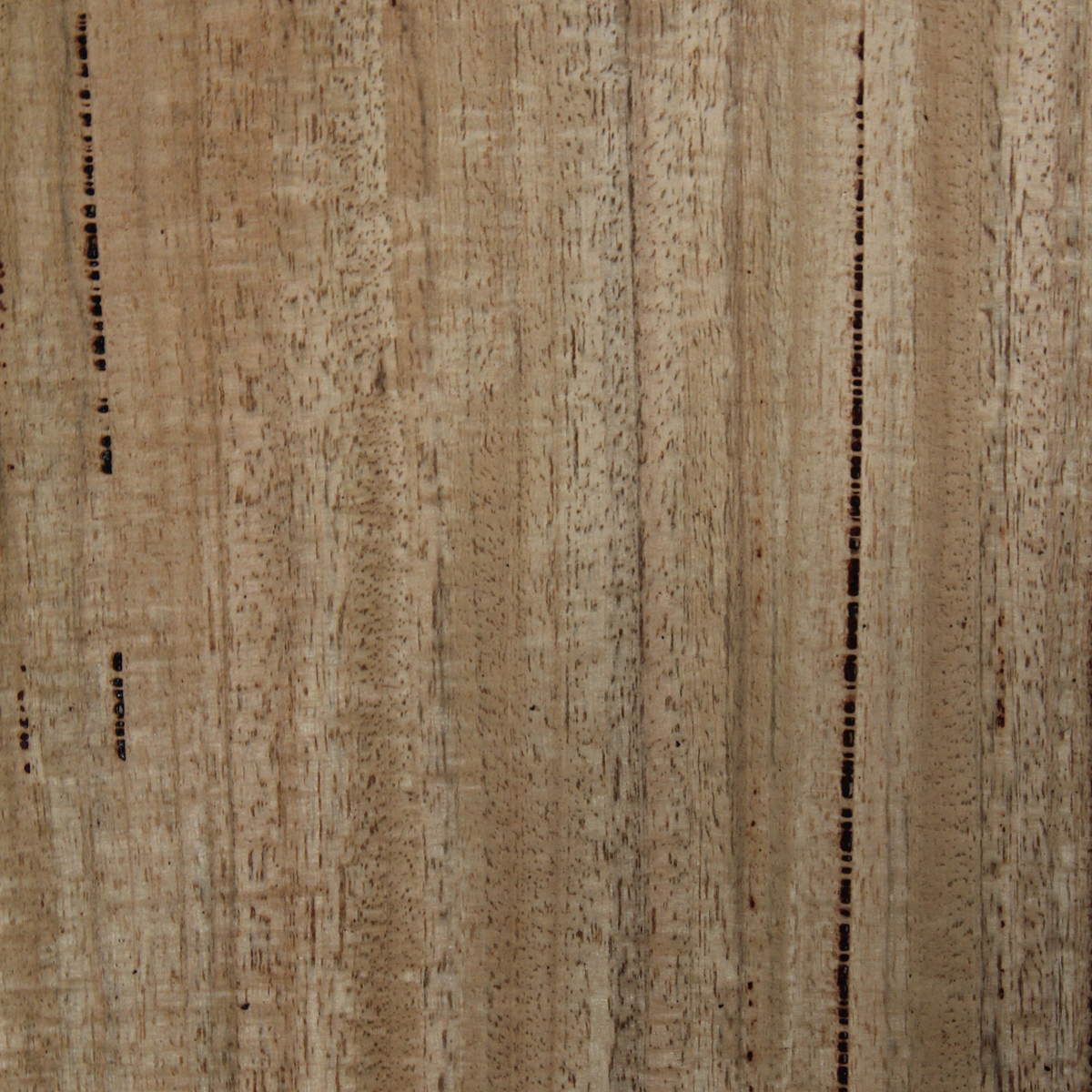 Marri (Quarter) - Timber Veneer & Plywood Species